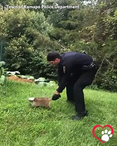 POOR FELLA: Watch a police officer's persistence while removing a can from a raccoon's head. | Gray Media Digital Content Center