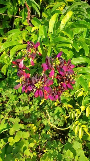 Stubborn. Just stubborn. #garden #wisteria #propagation #vines | Teri's Greenhouse and Garden