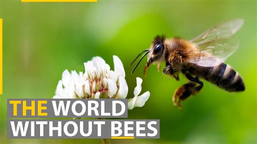 What does the extinction of bees mean for all of humanity?