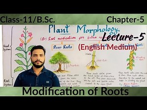 Modification of Roots for extra mechanical support in English. Class-11chapter-5 morphology of plant