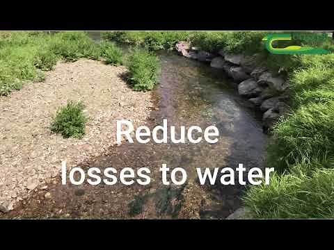 Why you should use White Clover?