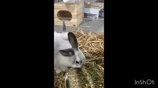 🐰 Beautiful, Friendly Rabbits Now In-Store! 🐰 Looking for a new furry family member? We’ve got some gorgeous, friendly rabbits ready to hop into their forever homes! We also have everything you need — enclosures, food, bedding, enrichment toys, vitamins and more. Find it all at Macarthur Pets & The Reptile Shop, Gregory Hills NSW. Come in and chat with our friendly, helpful team today! 💚✨ #MacarthurPets #TheReptileShop #GregoryHills #RabbitsForSale #PetStore #BunnyLove #RabbitCare #CutePets #