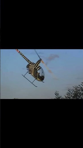 Robinson r22 helicopter 🚁 and a crazy Cowboy mustering cattle 🤠 #Shorts #Robinsonr22