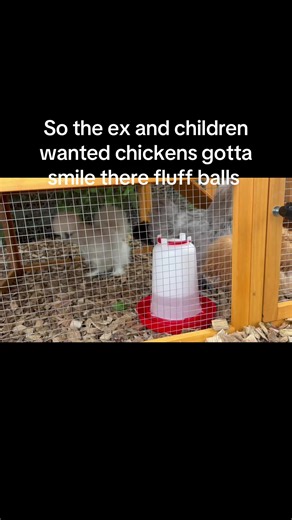 Fluff balls I had to laugh literally next they want a goat well I left the last old goat .i love animals that’s why im caged lol 😂