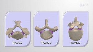Video: General Structure of a Vertebra