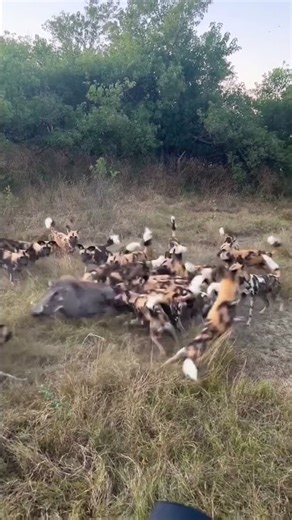 Wild Dogs Attack in Seconds | Nature Is Brutal 🐾