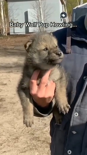 132K views · 4.5K reactions | The new leader is born ! * * Credits...