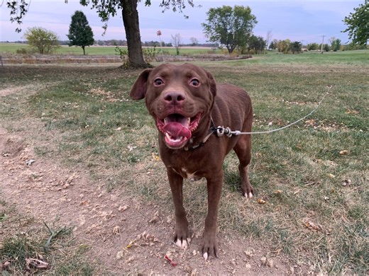 ‘SOS’: Jay County dog rescue in desperate need of adopters