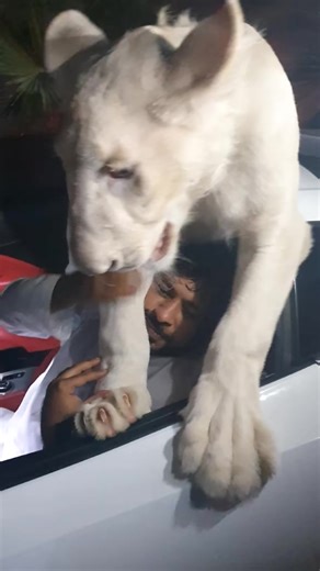 7.6K views · 206 reactions | OMG ...big Simba ! #simba | James GailF | Facebook