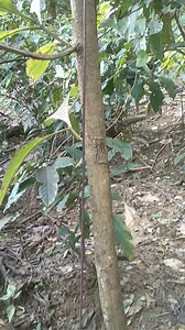 Survei jerat hama 🐗 | Michael Emor