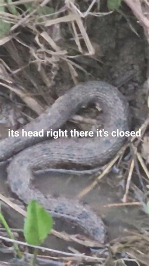 First snake of the year