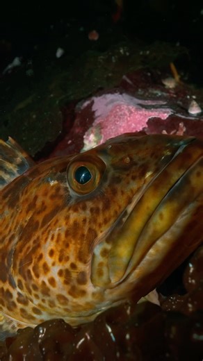 Massive Lingcod!! 🤩😱 #huge #monsterfish #oceanlife