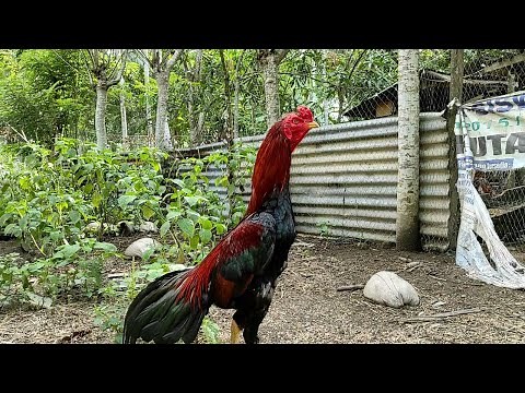 Ayam Pakhoy X Bangkok X Birma