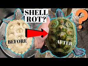 Does My Turtle Have SHELL ROT? (*SHELL ROT EXPLAINED*)