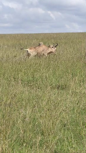 Live from the Masai Mara Survival Of The Fittest #magicalkenya #safari #gamedrive #africa #kenya #masaimara #circleoflife #nature #inthewildwithsuhaib