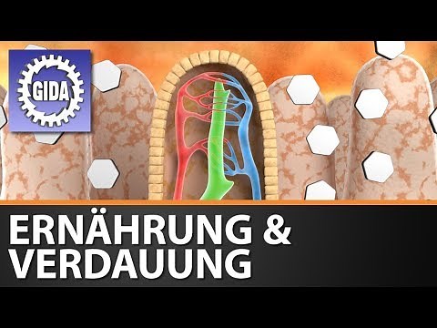 Trailer - Ernährung und Verdauung - Biologie - Schulfilm