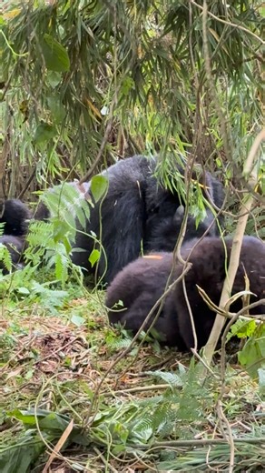 Step into the misty forests of Uganda 🇺🇬 and Rwanda 🇷🇼 and come face-to-face with the gentle giants of the wild. Gorilla trekking is more than a hike — it’s a soul-stirring journey through ancient rainforest, guided by expert trackers, leading to a quiet, powerful hour with a mountain gorilla family in their natural home. An experience that stays with you forever. 🌍 Book your adventure with us: Website: Kisembosimbauganda.com Email: kisemlsimbauganda@gmail.com WhatsApp: 256 773 286136 #Gori
