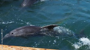 Dolphins Bottlenose dolphins in the water. Mating season. Dolphins are aquatic mammals of cetacean infraorder, dolphin family Delphinidae - marine, non-taxonomic group of river dolphins. Sea ocean.