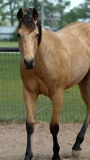 81K views · 3.6K reactions | 2024 Buckskin Colt By Ain’t Seen Nothin Yet and out of the legendary Hello Stella! Rare opportunity to own a colt with this kind of proven pedigree and performance potential. Built for the big leagues. Text for more info (580) 695-9735! #barrelhorses #horses #hellostella #futurity | Sharin Hall Barrel Horses | Facebook