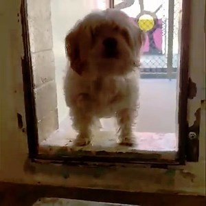 RESCUED - moved to SAFE Album on 08/20 A5377361 ✰ ANGEL -8/02/20- 💟SENIOR 💟😢OWNER SURRENDER😢🚨RESCUE ONLY🚨 ***ON a 10 day Quarantine hold and only a RESCUE ORGANIZATION can get him out, he is NOT AVAILABLE for ADOPTION. ⛔️ Shelter is currently CLOSED but ADOPTIONS and RESCUES can be done by APPOINTMENT Please email carson@animalcare.lacounty.gov ⛔️ UPDATE! He was adopted and then quickly Returned for a Minor bite. He will need a FOSTER and RESCUE to save him. Thanks! ANGEL'S owner just pass