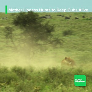 518K views · 16K reactions | Twice the weight of a cheetah and half as fast, a lioness needs deep cover to attack her unsuspecting prey. In this pulse-pounding scene from Creative Killers, a mother lioness must hunt down a meal for her infant cubs if they're to survive. Battling the heat, exhaustion, and flies, this mother shows off her power and precision. #wildlife #nature #lions | Love Nature | Facebook