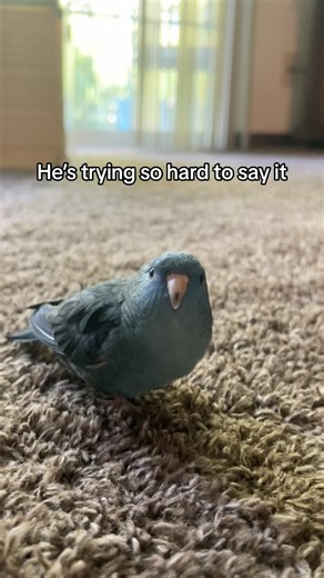 Caring for a Cockatiel with a Bruised Beak