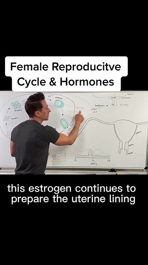 Understanding Female Reproductive Hormones and Cycle