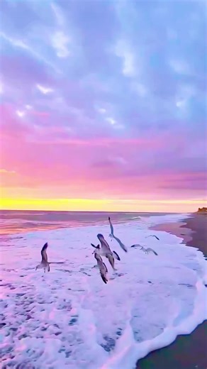 Stunning Sunset Beach Scenery with Seagulls