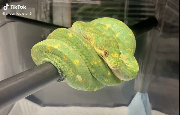 Caudal Luring Techniques in Green Tree Python