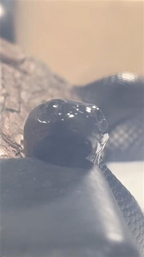 AODA | Mexican Black Kingsnake | #feeding #short ‼️🎬 (02.10.25)