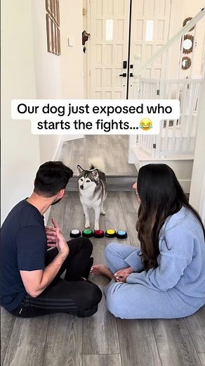 Sapphie the pomsky answers who starts the fights