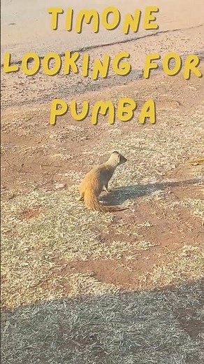 One meerkat's mission #lionking #adorable #shorts