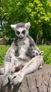 66K views · 4.5K reactions | Niech nasze najmłodsze lemury katta...