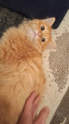 54K views · 3.3K reactions | الواد شمس  شغال | Pets Finder Egypt | Facebook