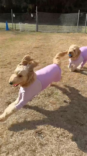 同胎姉妹のむぎと6ヶ月ぶりのデート🫶#ゴールデンドゥードル #goldendoodle #dog #犬 #大型犬のいる生活 #ドッグラン #dogshorts #shorts #sisters