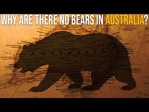 Why Are There No Bears In Australia?