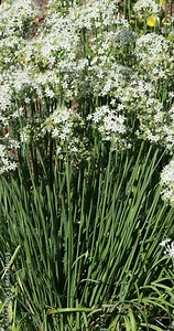 Black garlic or broad-leaved leek (Allium nigrum) Ombels of white blooms star-like with green center and flat leaves on scapes attracting insects and floating lightly in the wind