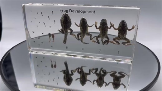 Watch Lifecycle of a Frog Development on Amazon Live