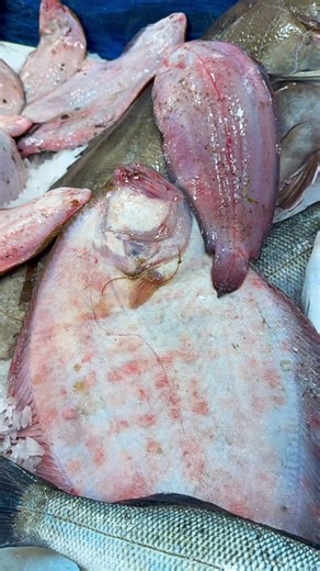 Poisson du Golfe | Turbo ✅ | Instagram