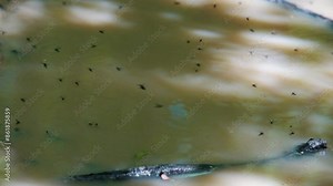 Mosquitoes flying over a small puddle. Mass flight movements. Blurry water and slow motion.