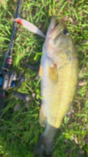 Finally caught a good-sized bass in Texas! 🎣 #Bass #Texas