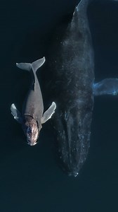 Welcome to the world, little one! 🐋💙 What a magical moment a newborn humpback whale takes its first, tentative breath, followed by its mother’s powerful, reassuring exhalation. In their first year together, the bond between mother and calf is unbreakable, filled with moments of nurturing and learning crucial for survival. Yet, as nature says, after about a year, this calf will venture into the big blue world alone, likely never to see its mother again. 📹 By @natureman.j on a @bajawildencounte