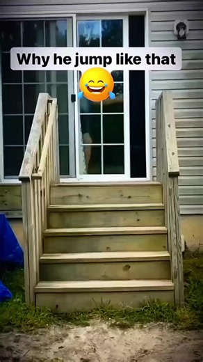 Funny animals 🤣🤣 #pet #cat #dog #cute #animals #foryou #typ | Funny Animals