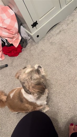 When your dog sings to go for a walk🤭