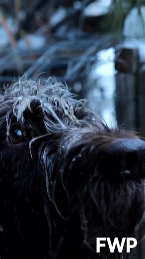 5.6K views · 20 reactions | Waterfowl season across Montana opens on...