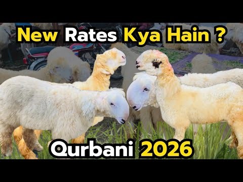 📌 Title:Chatron Ke New Rates Kya Hain? 🤔 | Aaj Ki Mandi Updats