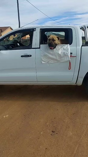 Loving Moments with a Mastiff Dog in Action