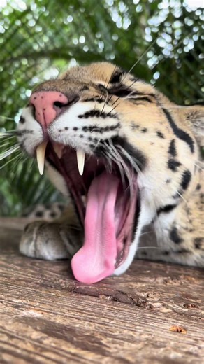 Learn about clouded leopard teeth with Peach, Leilani, Bruce and Pearl! They’re more than willing to show off their long canines. #fyp #cloudedleopard #teeth #conservation #education
