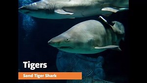 18 reactions | 麗 First Shark of Shark Week - Sand Tiger Sharks!...