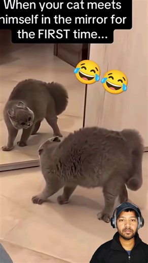 cats meet himself 🤣 cats bathing 🛁 funny cats video 🐾😂 #funnycats #catvideos #cat #funny